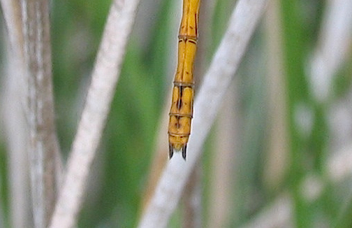 Parliamo di: Scheda Sympetrum striolatum